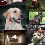 Sample Photos
